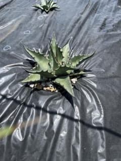 アガベ モンタナ 地植え 抜き苗 - メルカリ