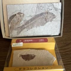 化石魚 レバノン産 テラコレクションのサムネイル