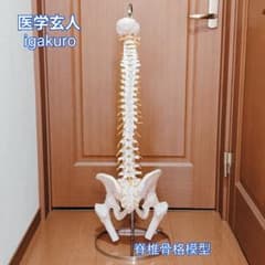 骨格模型 医学玄人 脊椎 骨盤 igakuro スタンド付き 医学玄人 脊椎 骨盤 骨格模型 igakuro スタンド付き - メルカリ