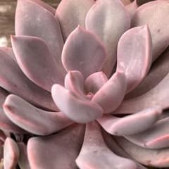 デビー 抜き苗 多肉植物のサムネイル