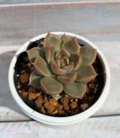 ブルーオリオン×トバレンシス☆実生苗☆交配苗☆多肉植物☆エケベリアのサムネイル