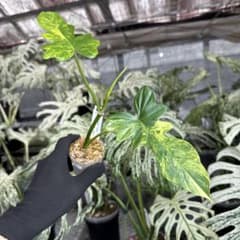 A1 フィロデンドロン キティナ(フロリダビューティー✖️マヨイ) 健康