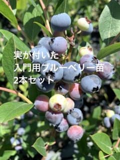 m53入門用現物ブルーベリー苗2本：3年生パウダーブルーとホームベル 実