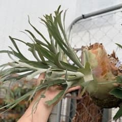 P. willinckii ‘Elsa’（エルサ）OC P. willinckii 'Elsa'（エルサ）OC - メルカリ