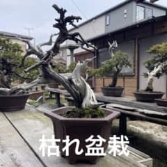 枯れ盆栽[真柏]【鉢鉢なし】☆ドライアート創作盆栽用 - メルカリ
