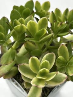 多肉植物 天狗の舞錦 - メルカリ
