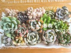 多肉植物　エケベリア　寄せ植えセット　Ｃのサムネイル