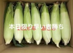 青森県産　嶽きみ　10本のサムネイル