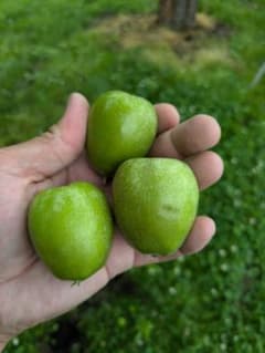 摘果りんご(王林、ふじ)約10kg　秋田県産のサムネイル