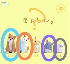 가챠 가챠 쿄토 콩 시바 미케 친칠라 문조 신품 미개봉 세트