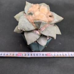 サボテン 花牡丹のサムネイル