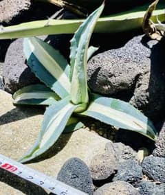 ☆美株☆大株☆Agave アガベ アメリカーナ華厳 - メルカリ