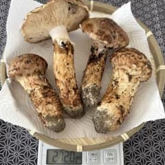 岩手県産 松茸 ひらきつぼみセットのサムネイル
