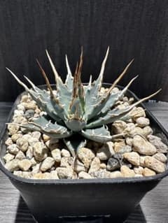 m93285574053_1.jpg?1748077247