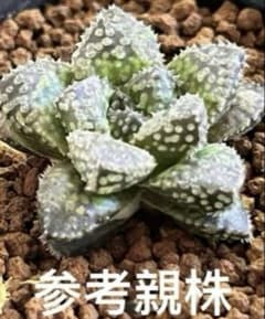 ハオルチア 王蟲 葉挿し 発根済み - メルカリ