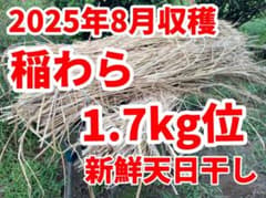 2025年8月収穫　稲わら　1.7kg位(箱のぞく) 5束位　新鮮天日干しのサムネイル
