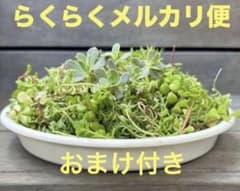 セダム 多肉植物 カット苗 おまけ付き らくらくメルカリ便 - メルカリ