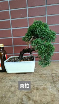 y*i様 小品盆栽素材 真柏 全高20cm - メルカリ