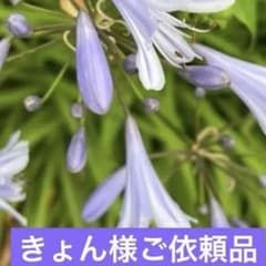 ミニアガパンサス☆抜き苗 一塊分 多年草 - メルカリ