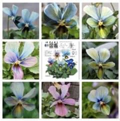 すみれ図鑑種　15粒プラス補償3粒 - 5