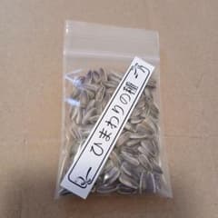 花の種 ミニひまわり 約30粒〜50粒