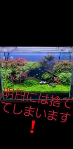 水草10種類セット！フードパックLサイズに詰め込みますのサムネイル
