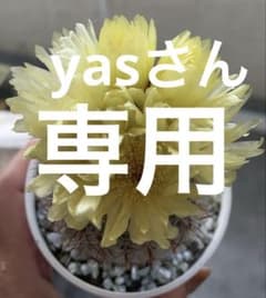 yasさん専用❣️ スイーツ　パラダイス 前売券 6枚のサムネイル