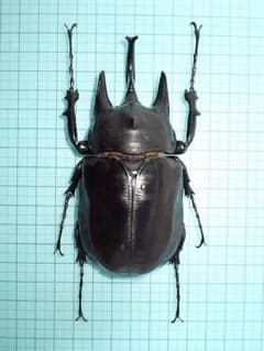 標本】レックスゾウカブト ペルー産 113.9ミリ 飼育品 - メルカリ