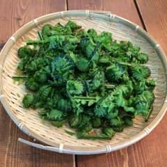 採れたて山菜 天然 こごみ 300グラムのサムネイル