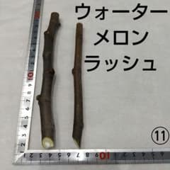 ⑪◇イチジク穂木2本◇ウォーターメロンラッシュ⑪【親木の写真あり