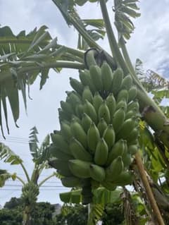 そらいろのたね　バナナ苗　アイスクリームとアップル混合 そらいろのたね様専用 バナナ苗 アイスクリームとアップル混合 - メルカリ