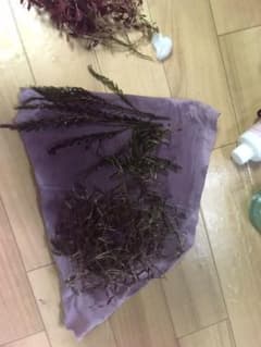 農薬水草ハイグロフィラピンナティフィダUKのサムネイル