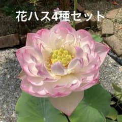 花ハス　4種類　レンコン4個セット　花蓮　花　苗　⑯のサムネイル