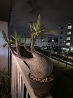 【まんまる美形】パキポディウム グラキリスのサムネイル