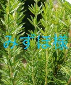みずほ様専用のサムネイル