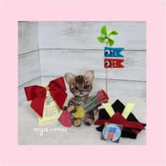 可動式ベンガルキャット こどもの日& 母の日 マスコットのサムネイル