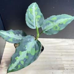 アグラオネマ ピクタム マルチカラー Sumatra Barat 熱帯植物 - メルカリ