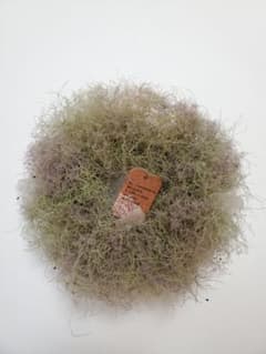 スモークツリーのドライフラワーリース❁⃘*.゜ハンドメイド　最終値下げですのサムネイル