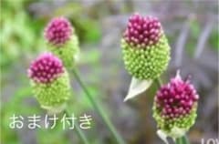10球根価格　アリウム　丹頂　球根のサムネイル