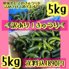 訳あり！きゅうり 5kg 農家直送。早くて本日発送！日付指定×のサムネイル