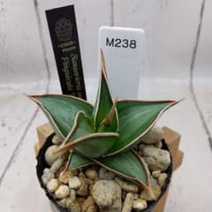 ☆M238☆ 希少 サンスベリア ピングイキュラホワイト ベアルート