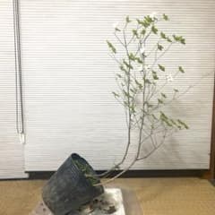 ツツジ ヤシオツツジ 苗木 植木 庭木 白花 ゴヨウツツジ NO1 - メルカリ