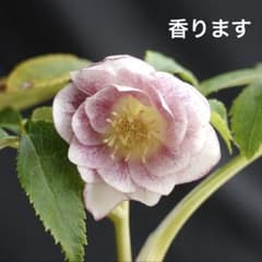 132 ホワイトゴールドスプラッシュ香り有り　クリスマスローズ 開花株のサムネイル