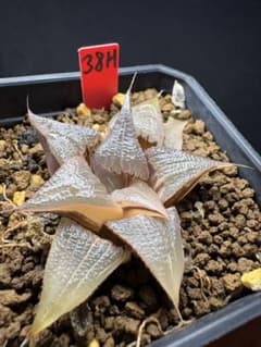 40g 多肉植物　ハオルチア　アルミの星バデイア錦　自家繁殖　鉢植え発送 38h 多肉植物 ハオルチア バデイア茜雲錦 自家繁殖 鉢植え発送 - メルカリ