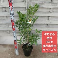 ぷちまる金柑 苗木 接ぎ木 登録品種 3年生のサムネイル