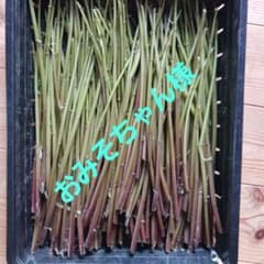 赤ミズ500g以上のサムネイル