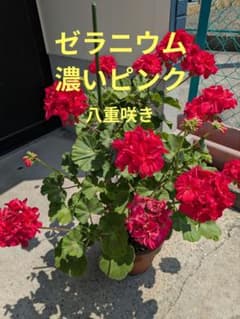 ゼラニウム 挿し木苗のサムネイル