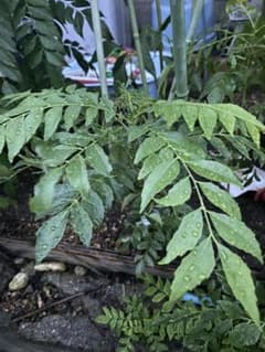 鮮度抜群 カレーリーフ 苗木２年芽のサムネイル