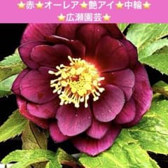 131⭐️赤⭐️オーレア⭐️艶アイ⭐️中輪⭐️広瀬園芸⭐️ - メルカリ