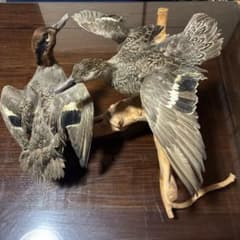 ［値段交渉可能］剥製　マガモ 値段交渉可能］剥製 マガモ - メルカリ
